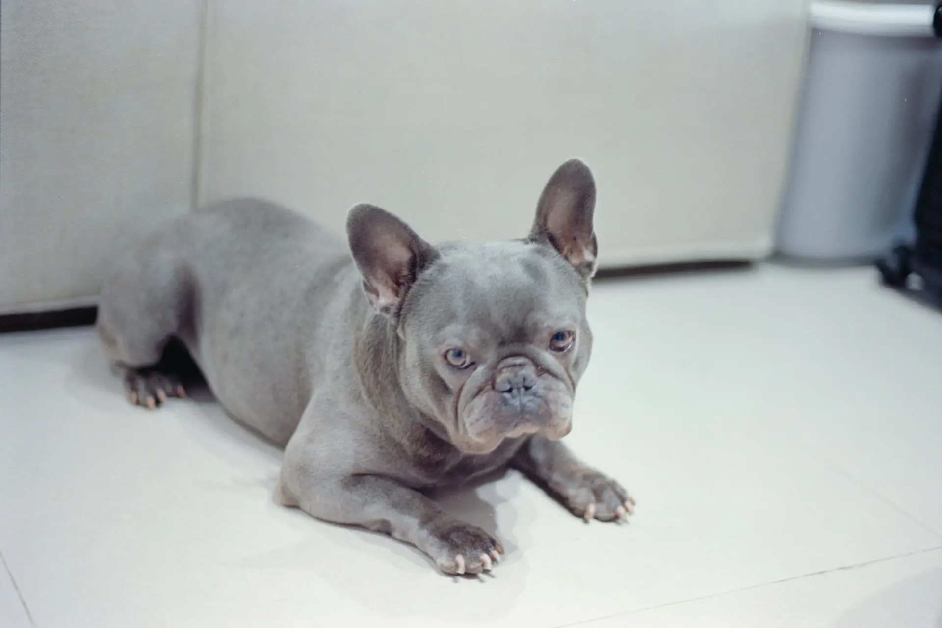 Objawy choroby u psa: kiedy udać się z czworonogiem do specjalisty?