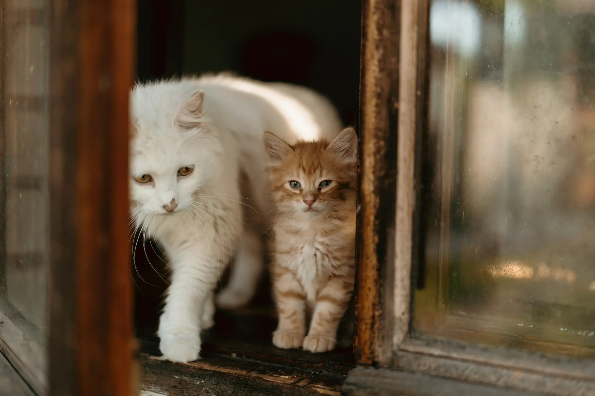 Przewlekła niewydolność nerek u kota – objawy, leczenie i najważniejsze zalecenia