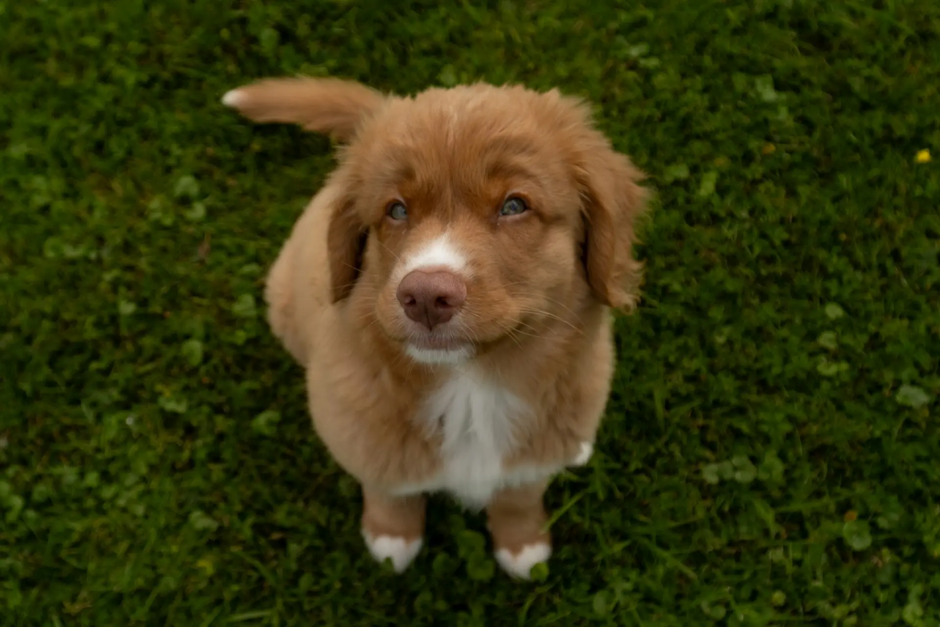 Najczęstsze choroby zakaźne psów: profilaktyka, objawy, leczenie