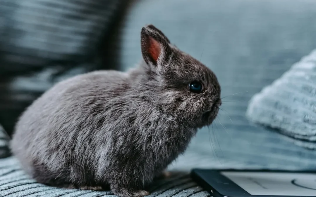 Królik mniej je i łzawi mu oko? To mogą być zęby – sprawdź, co warto wiedzieć!