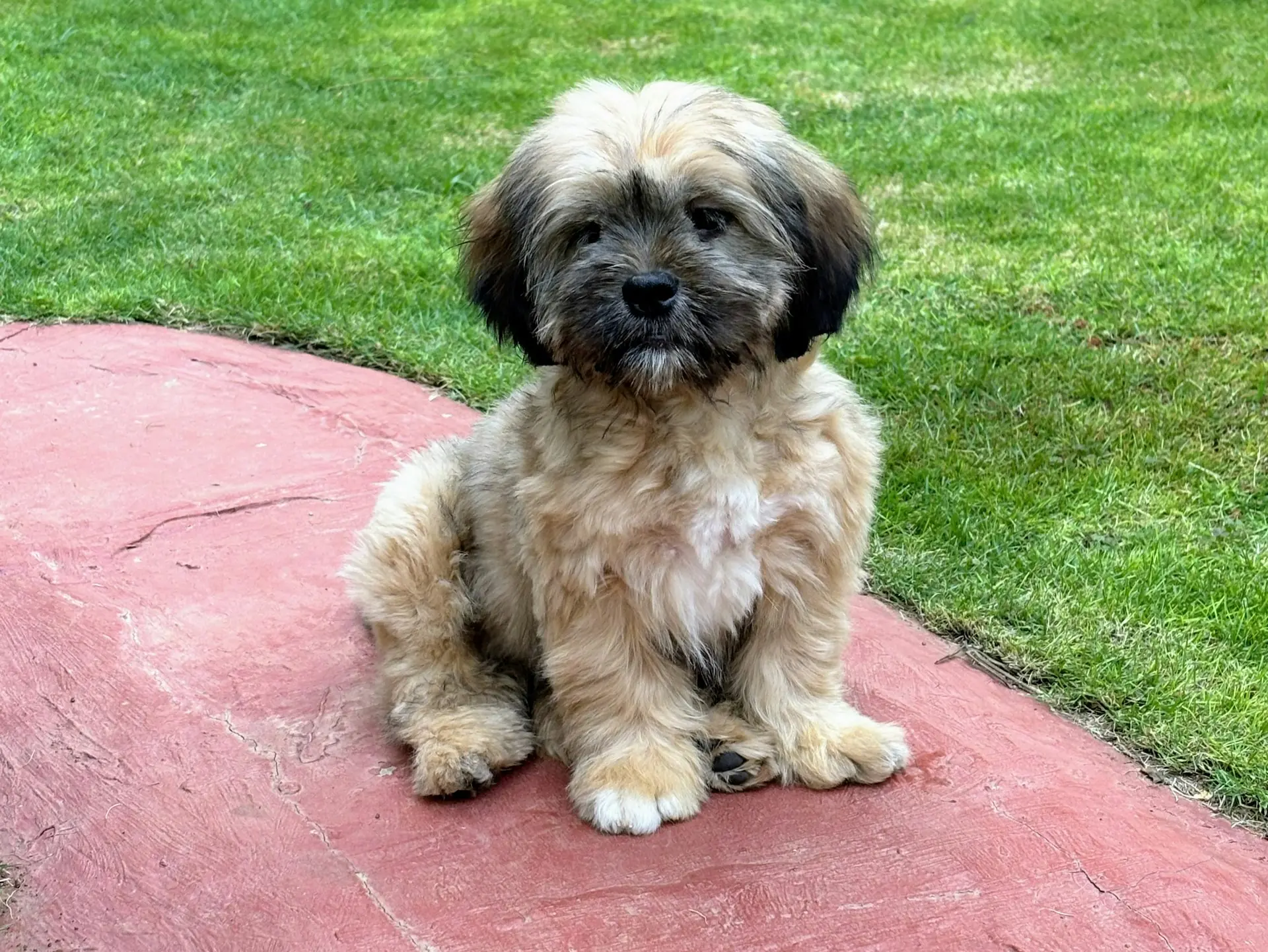 pies siedzący na czerwonym betonie